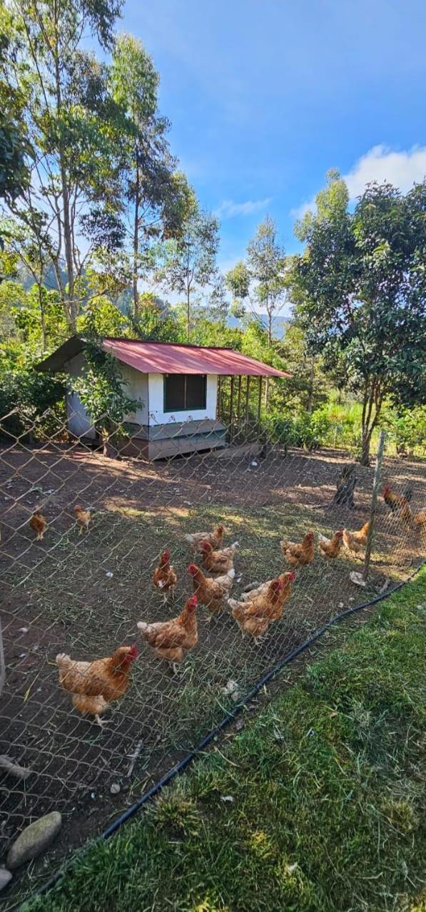 Hassinger Ranch Cabanas Oxapampa Dış mekan fotoğraf