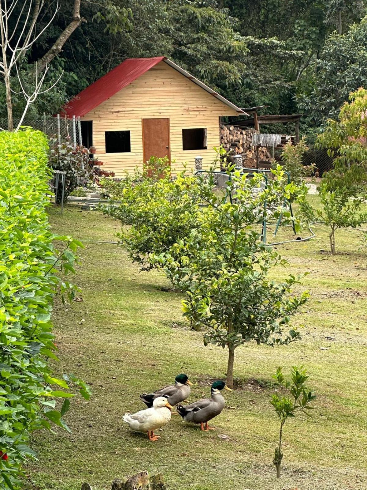 Hassinger Ranch Cabanas Oxapampa Dış mekan fotoğraf